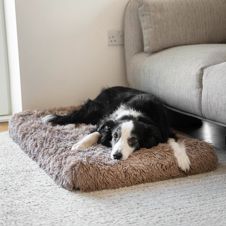 Hundbädd memory foam – Memory foam bädd för hund & katt
