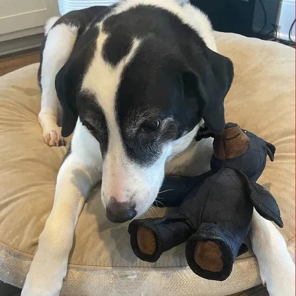 Indestructible Interactive Bear Dog Toy For Heavy Chewers With Squeaker - Image 5